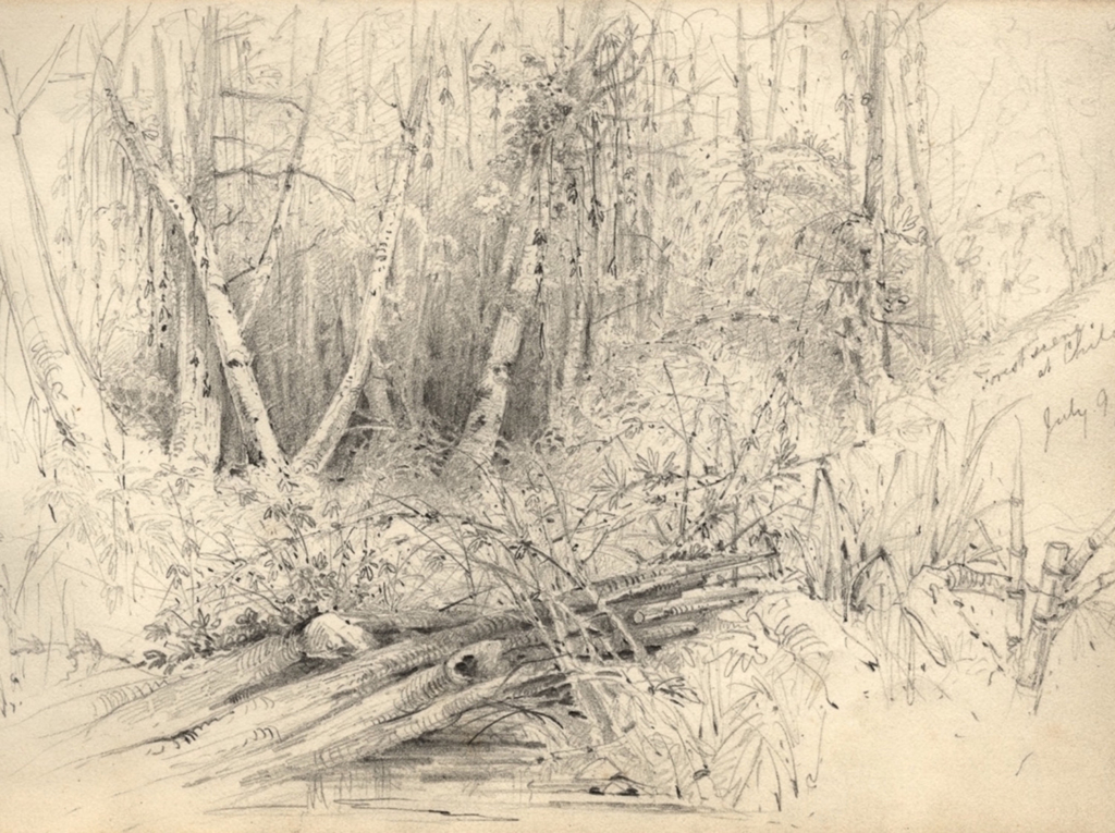 Conard Martens, Forest scene at Chiloé, from the second voyage of HMS Beagle